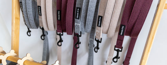 Fixed or Retractable Dog Lead?