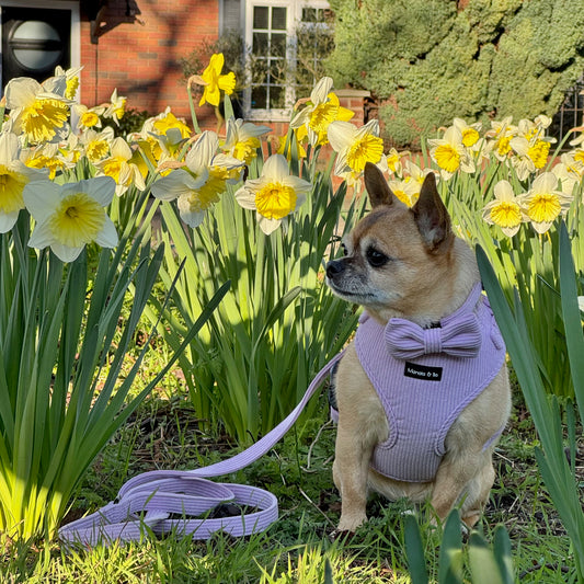 Bo the Chihuahua wears a Lavender Cord Harness, along with the collar & bowtie, as he sits on grass among vibrant daffodils. Nearby, the matching leash complements the scene. A brick building is partially visible behind lush greenery.