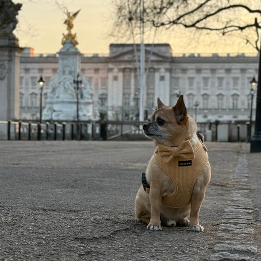 Bo the Chihuahua wears a Mellow Cord Dog Bow Tie harness, standing on a paved area. Buckingham Palace and a statue appear in the background, framed by bare trees and streetlights under a warm sky that suggests sunrise or sunset.