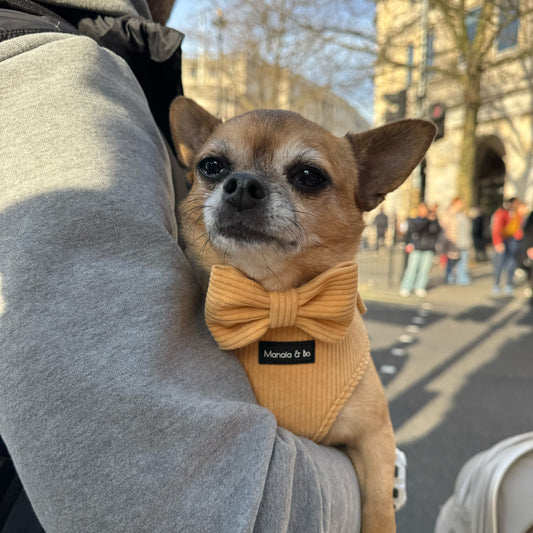 A person in a gray sweater holds Bo the Chihuahua as they cross the street,. Bo is wearing a Mellow Harness, with collar and bow tie. The street and blurred pedestrians add to the bustling scene in the background.