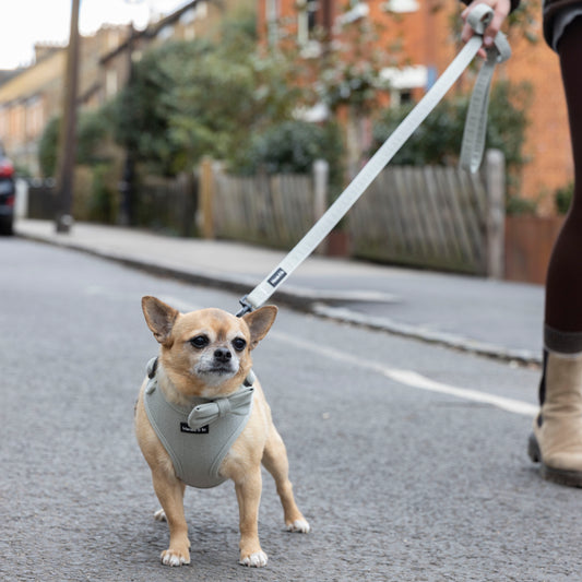 Bo the Chihuahua, wearing a light green tweed harness, is attached to the stylish Pine Tweed Collar & Lead. The image showcases elegance on a quiet street with blurred houses and greenery in the background.