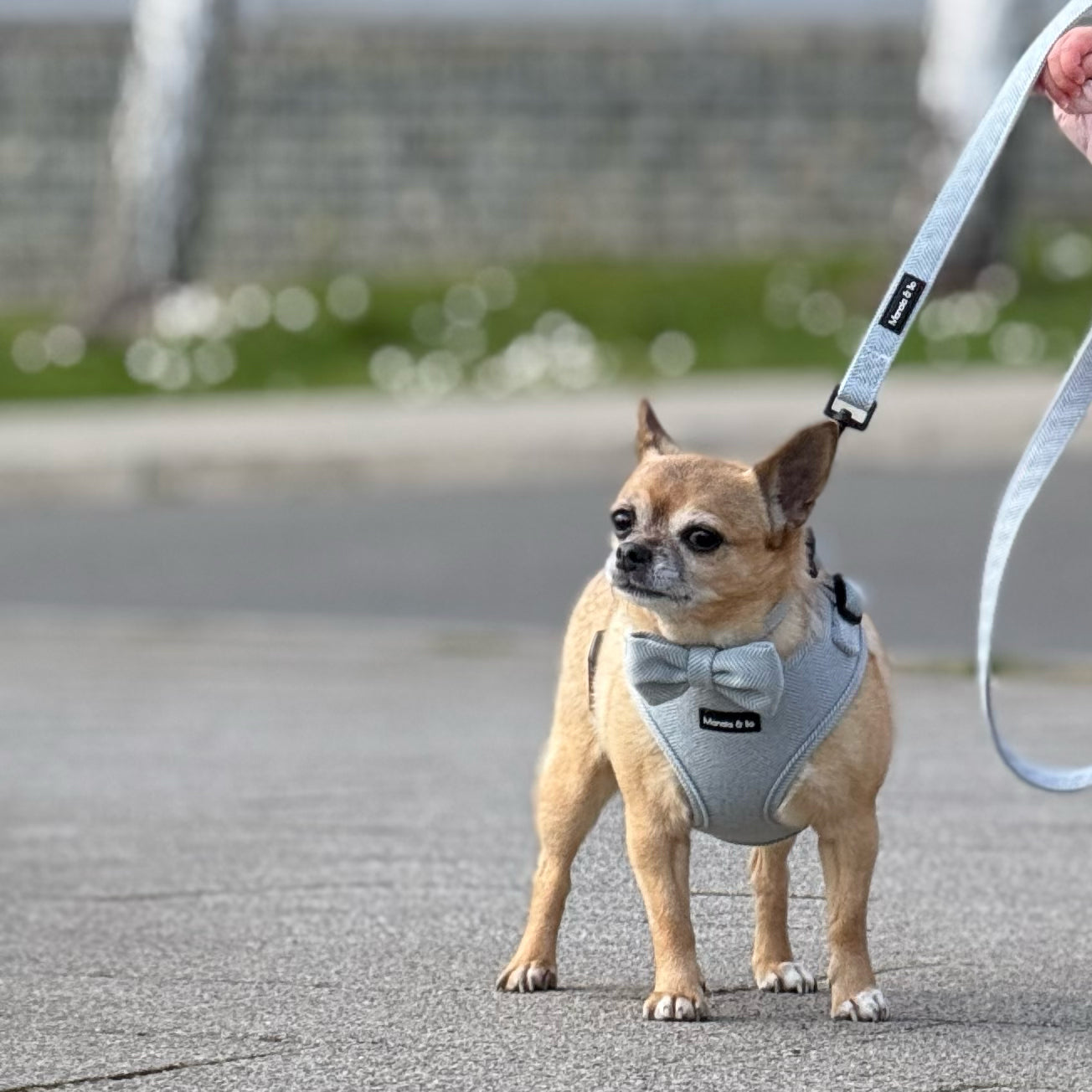 A small tan Chihuahua wearing the Sky Tweed Harness & Lead stands on a paved street. The unseen person holds the leash, with blurry green grass and a stone wall in the background, showcasing quality pet materials.