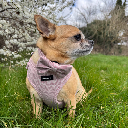 Bo the Chihuahua is wearing the Tea Rose Tweed Harness, Collar & Bow Tie and sits on green grass. White blossoms and trees are visible in the background under a cloudy sky.