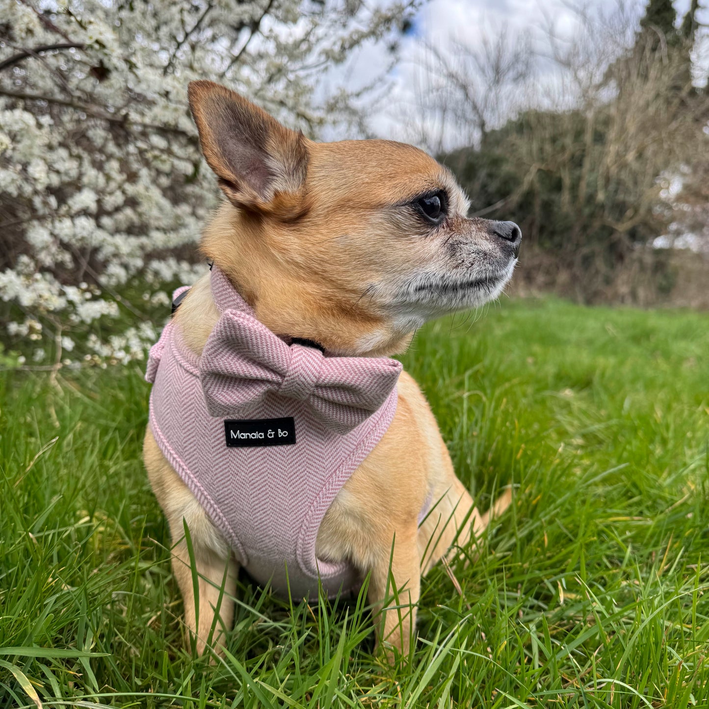 Bo the Chihuahua is wearing the Tea Rose Tweed Harness, Collar & Bow Tie and sits on green grass. White blossoms and trees are visible in the background under a cloudy sky.