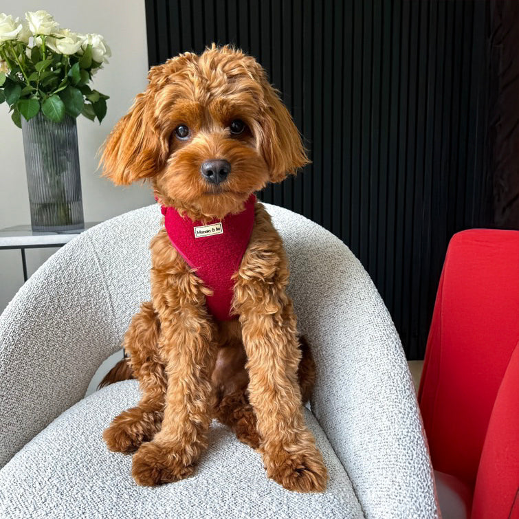 Jasper, a curly-haired dog wearing a stylish Bordeaux Teddy Harness sits on a white textured chair. A red pillow is partially visible to the right, and a vase with white roses decorates a table in the background—testament to high-quality pet accessories.