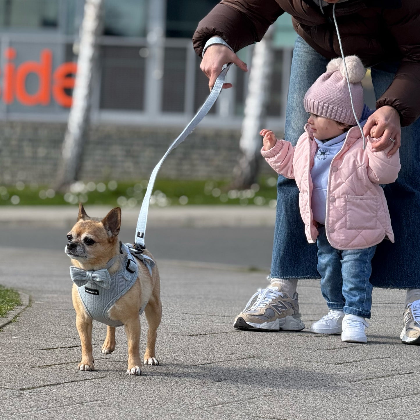 Bo the Chihuahua in a Sky Tweed Harness, Lead, Collar & Bow Tie is held by an adult, while a Manaia, in a pink coat and hat walks with support. They are outdoors near a building and grass.
