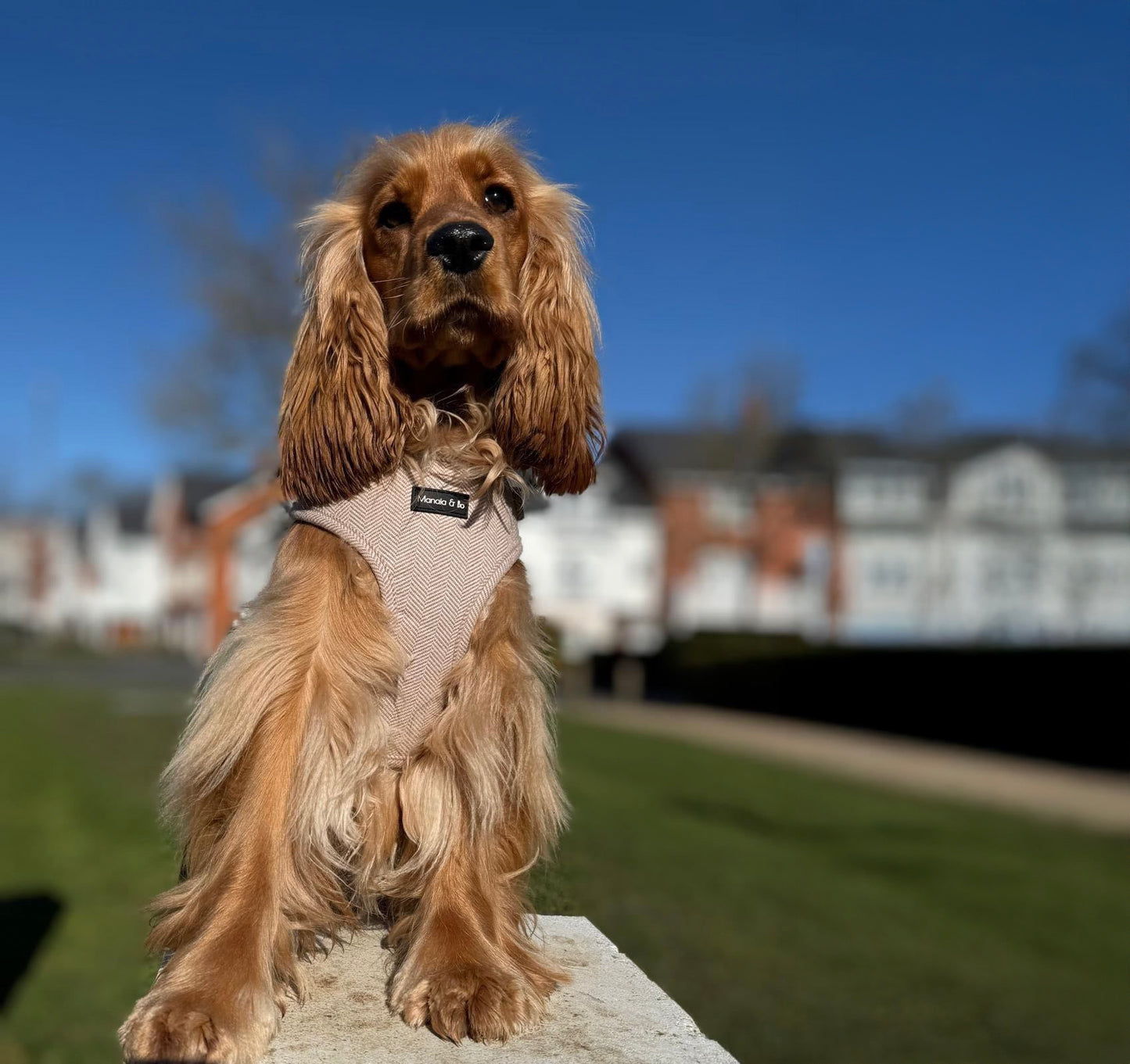 Maple, the brown cocker spaniel with long ears sits on a ledge outdoors, wearing a Nougat Tweed Harness. The background shows a blurred row of houses under a clear blue sky.