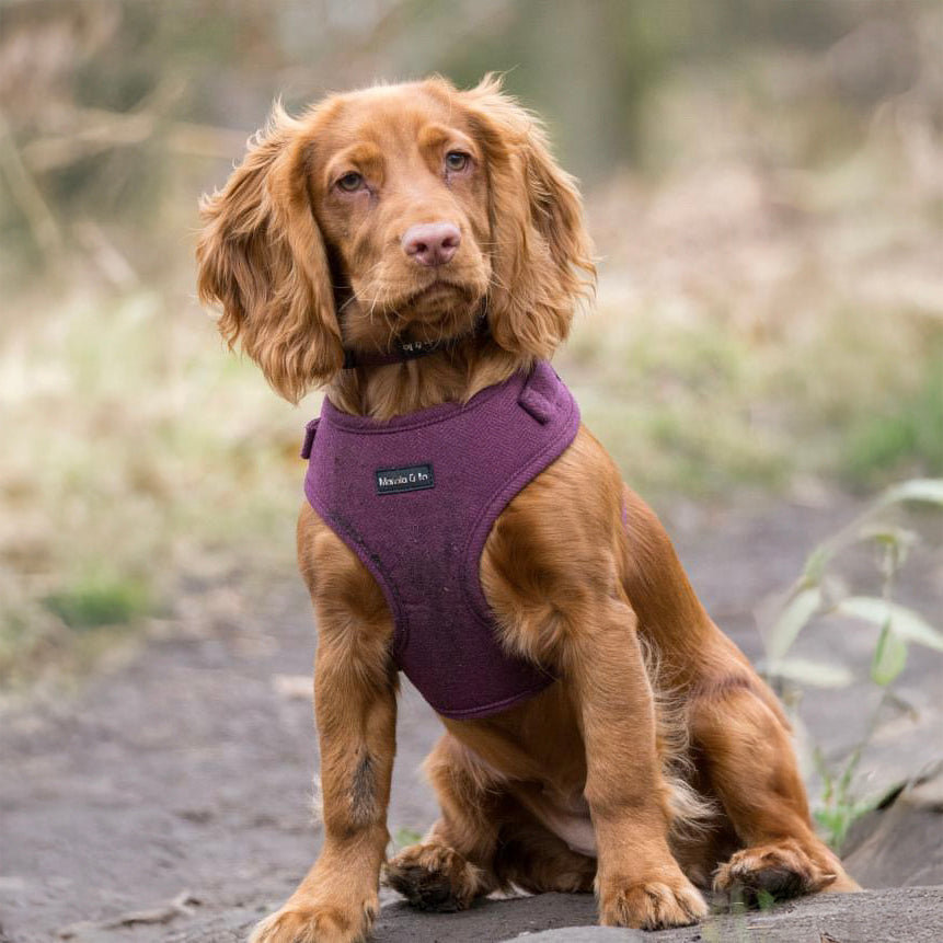 A brown spaniel wears a comfortable Wild Plum Tweed Dog Harness while sitting on a dirt path outdoors, looking attentively at the camera against a natural backdrop of grass and trees.