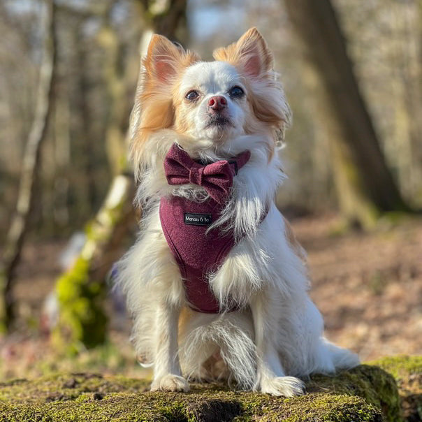 A small, fluffy dog with cream-colored fur sits on a mossy log in a sunlit forest, wearing the maroon Wild Plum Tweed Dog Harness and matching bow tie, looking comfortable and stylish as it gazes at the camera.