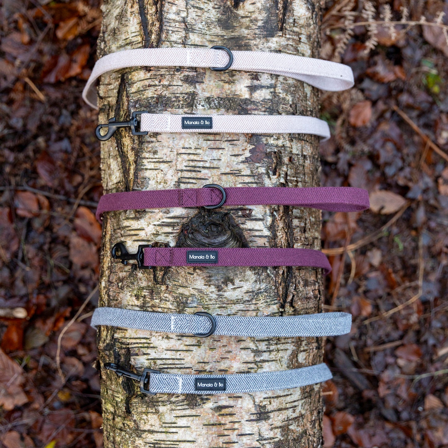 Three weed Dog Leads in Nougat, Monochrome and Wild Plum elegantly drape over a birch trunk among forest leaves. Crafted with quality materials, each fixed-length lead includes a black metal swivel hook.
