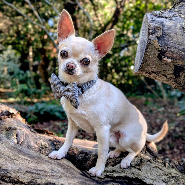 Pepe, the Chihuahua with a light tan coat wears a Monochrome Tweed Dog Bow Tie and collar, crafted from quality materials, sits on a fallen tree trunk in the lush greenery of a wooded area, enhancing the charm of these stylish pet accessories.