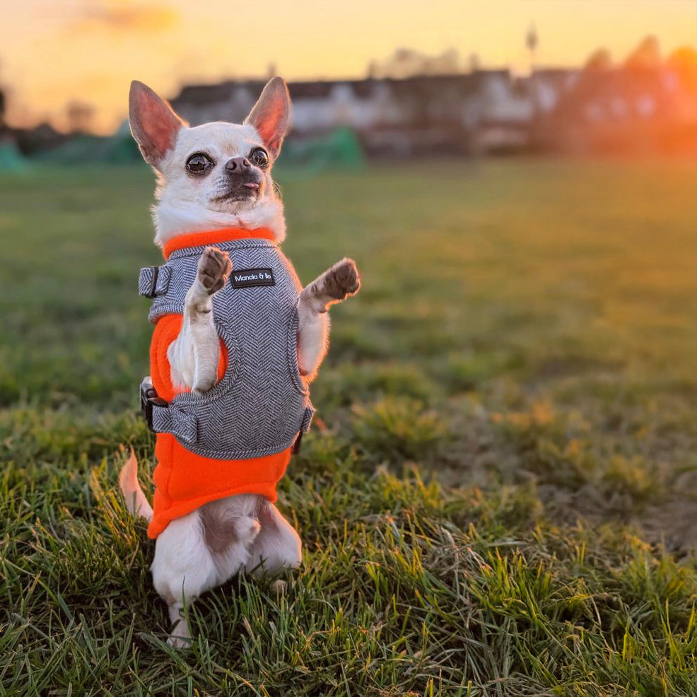Pepe, a light chihuahua stands on its hind legs in a grassy field, flaunting an orange sweater and the Monochrome Tweed Harness. The setting sun casts a warm glow over the scene.