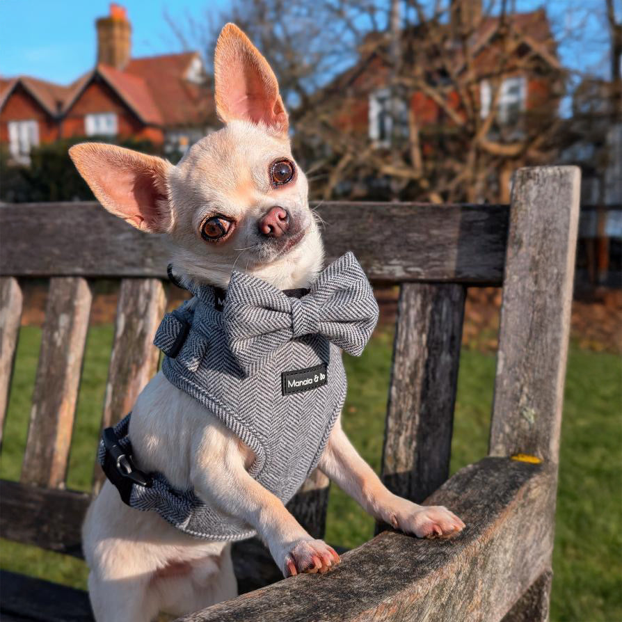 Pepe the Chihuahua in a Monochrome Tweed Dog Harness and matching bow tie perches on a wooden bench, tilting his head. Trees and houses grace the background under a clear blue sky.