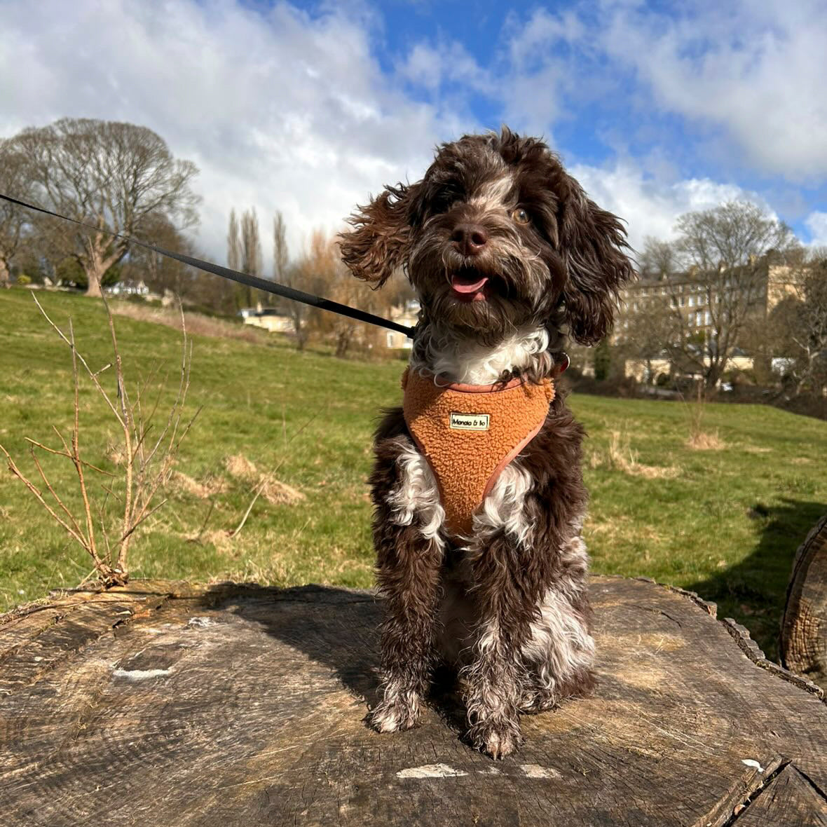 Pepper, with a brown and white coat sits on a tree stump in a grassy field, wearing the Caramel Teddy Harness made from quality pet materials. The sky is partly cloudy, with trees and a building visible in the background.