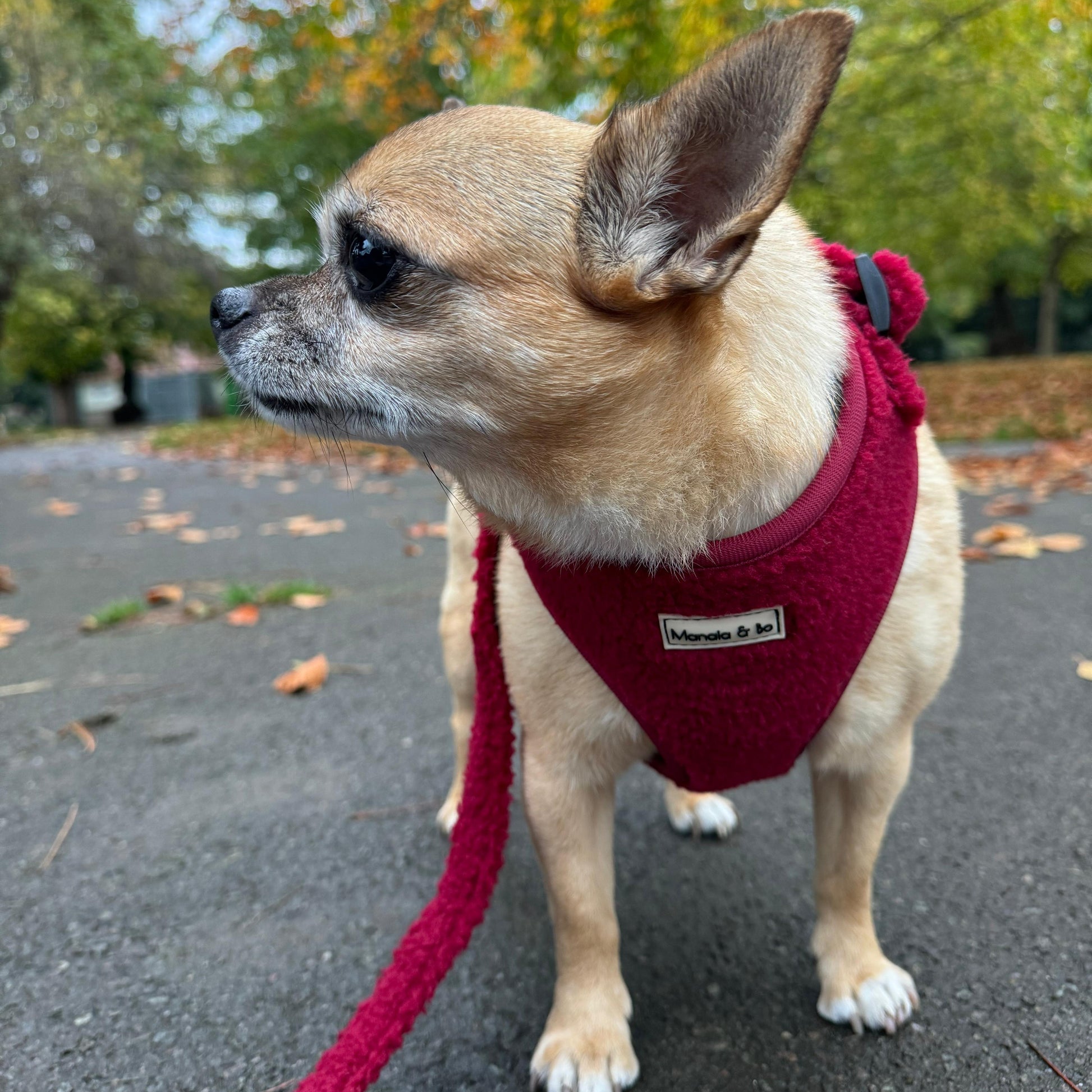 Bo the Chihuahua in a cozy Bordeaux Teddy Dog Harness stands on a paved path with fallen leaves, set against blurred green and autumn-coloured trees, suggesting a park setting.