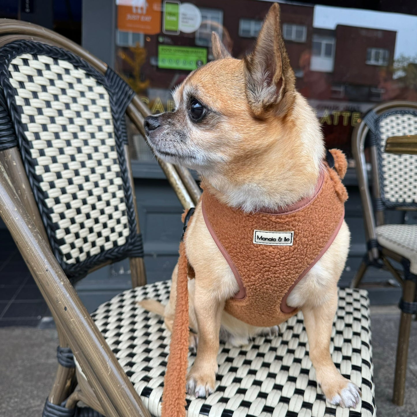 Bo the Chihuahua sits on a black and white checkered chair outside a cafe, sporting the Caramel Teddy Dog Lead and harness. The pup gazes to the side, with the cafes door and windows visible in the background.