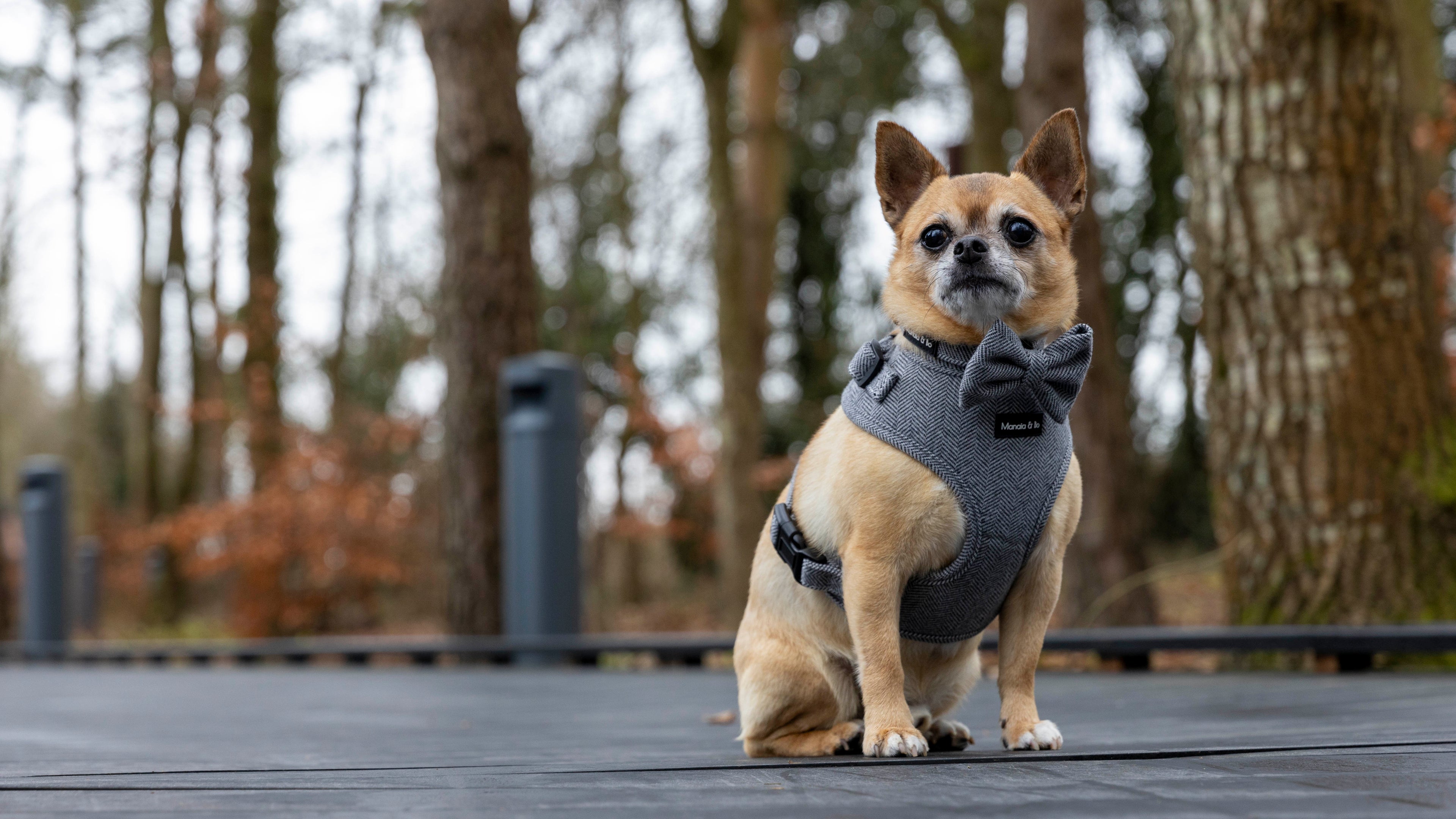 Bo the Chihuahua wearing a gray harness, collar and bow tie sits on a wooden deck with trees in the background. The dog appears alert and is looking forward.