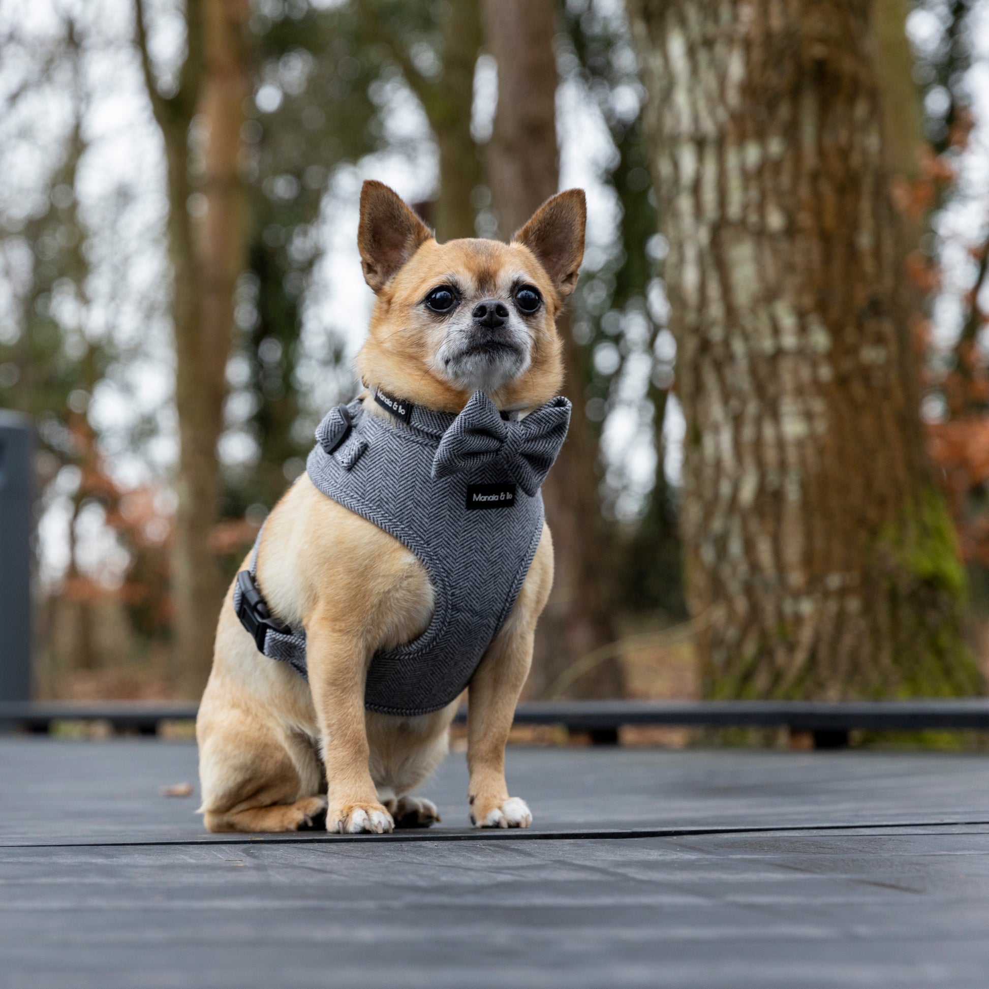 Bo the Chihuahua looking slightly off to his left wearing Monochrome (dark grey and white) adjustable tweed herringbone dog harness, adjustable collar and bow tie. Bo is sat on decking with a autumn forest in the background