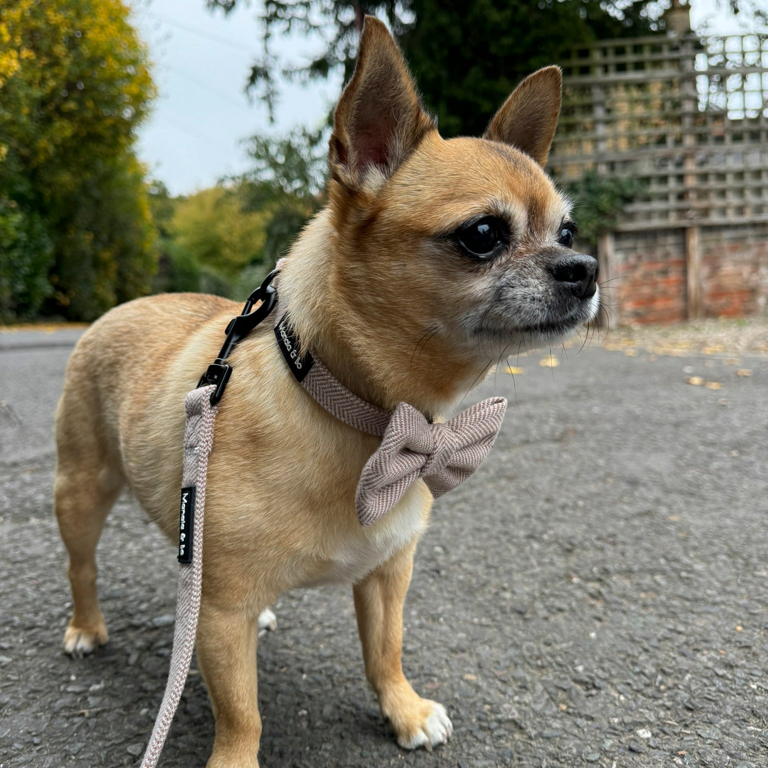 Bo the Chihuahua stands on a paved path, wearing a Nougat Tweed Collar & Lead. Trees and a brick wall are visible in the background on an overcast day.