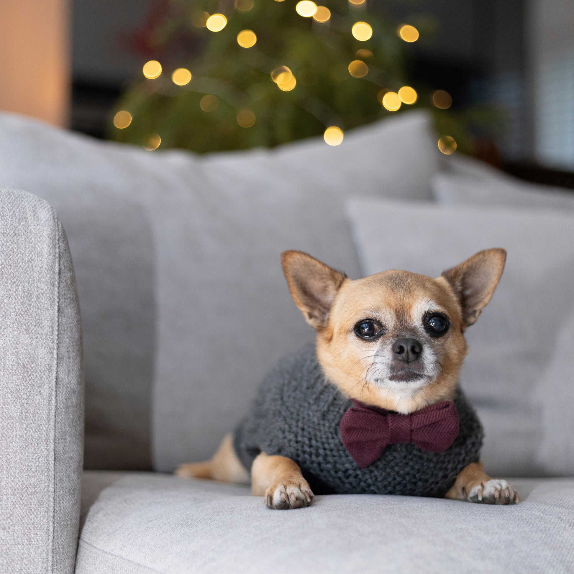 Bo the Chihuahua in a dark gray knit sweater and the Wild Plum Tweed Dog Bow Tie sits on a light gray couch. Crafted from quality materials, the ensemble complements the warm, blurry lights and hint of a Christmas tree in the background.