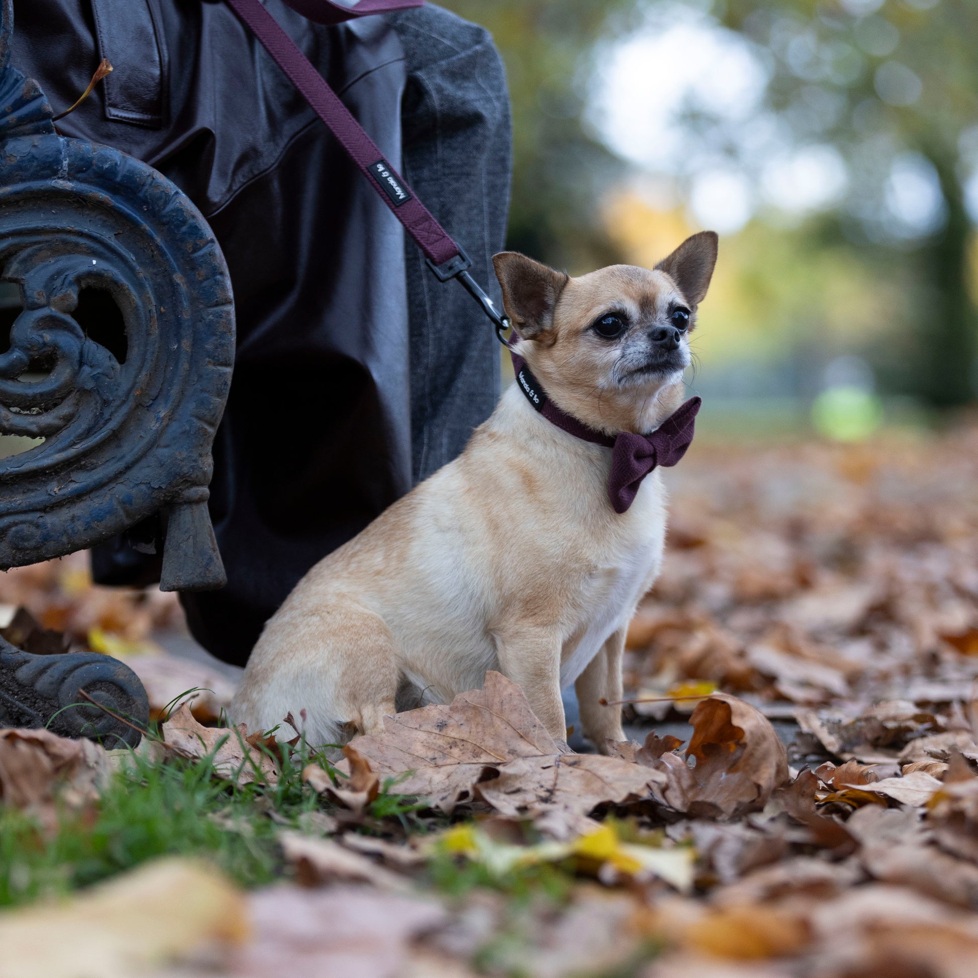 Amid fallen park leaves, Bo the Chihuahua exudes style with his Wild Plum Tweed Collar, Lead and Bow Tie, enjoying trees adorned in green and yellow foliage with his owner sat on a bench in the background holding his lead.