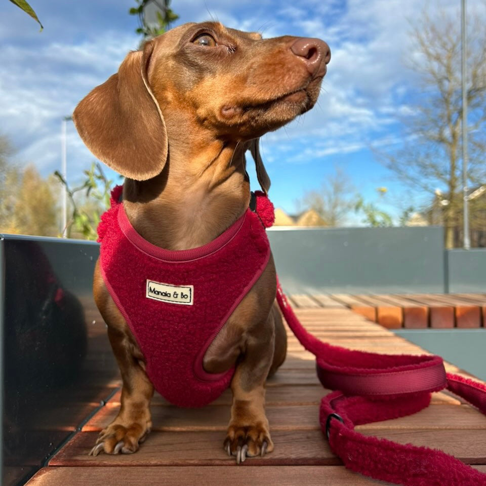 Coco the brown dachshund in a Bordeaux Teddy Dog Harness sits on a wooden platform, gazing upwards with a red leash attached. The backdrop of a clear blue sky, scattered clouds, and blurred trees creates a serene scene.