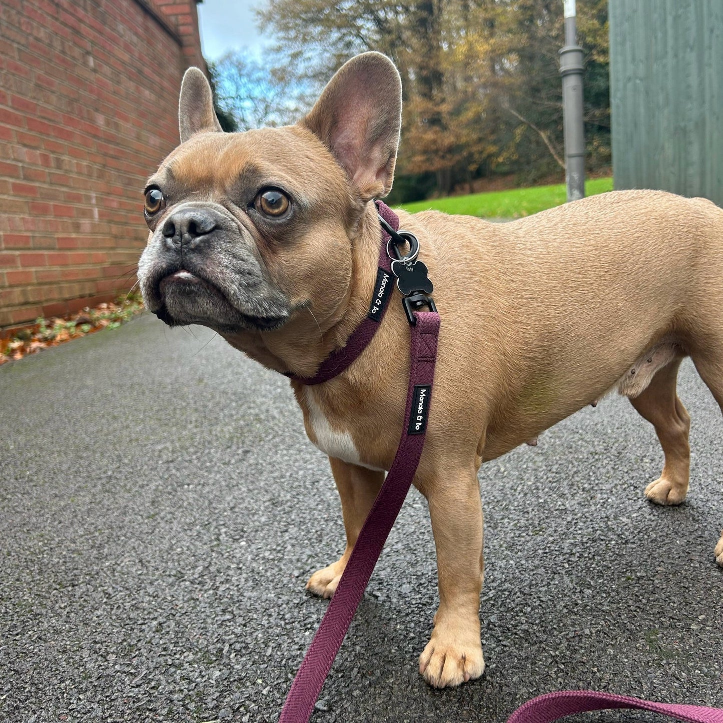 Kody the brown French Bulldog in a stylish Wild Plum Tweed Dog Collar and Lead stands attentively on a paved pathway in a residential alley. A brick wall is on the left, with trees and grass in the background under a partly cloudy sky.