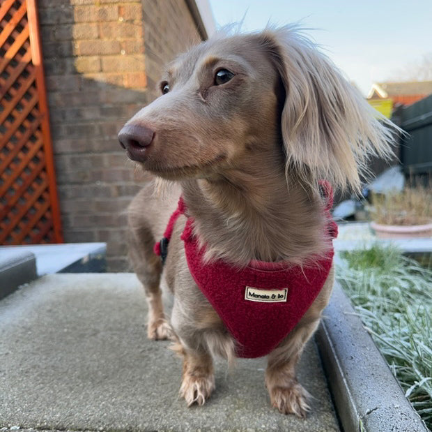 Matlida the light brown dachshund stands alertly on a frosty concrete surface, wearing a comfortable Bordeaux Teddy Dog Harness. The background features a brick wall, lattice, and frost-covered plants.