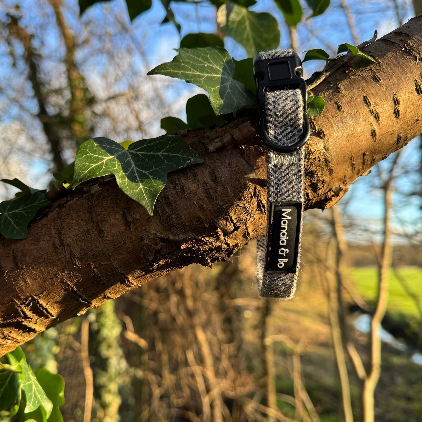 Monochrome (dark grey and white) tweed herringbone adjustable dog collar attached on a branch of a tree going off to the right.