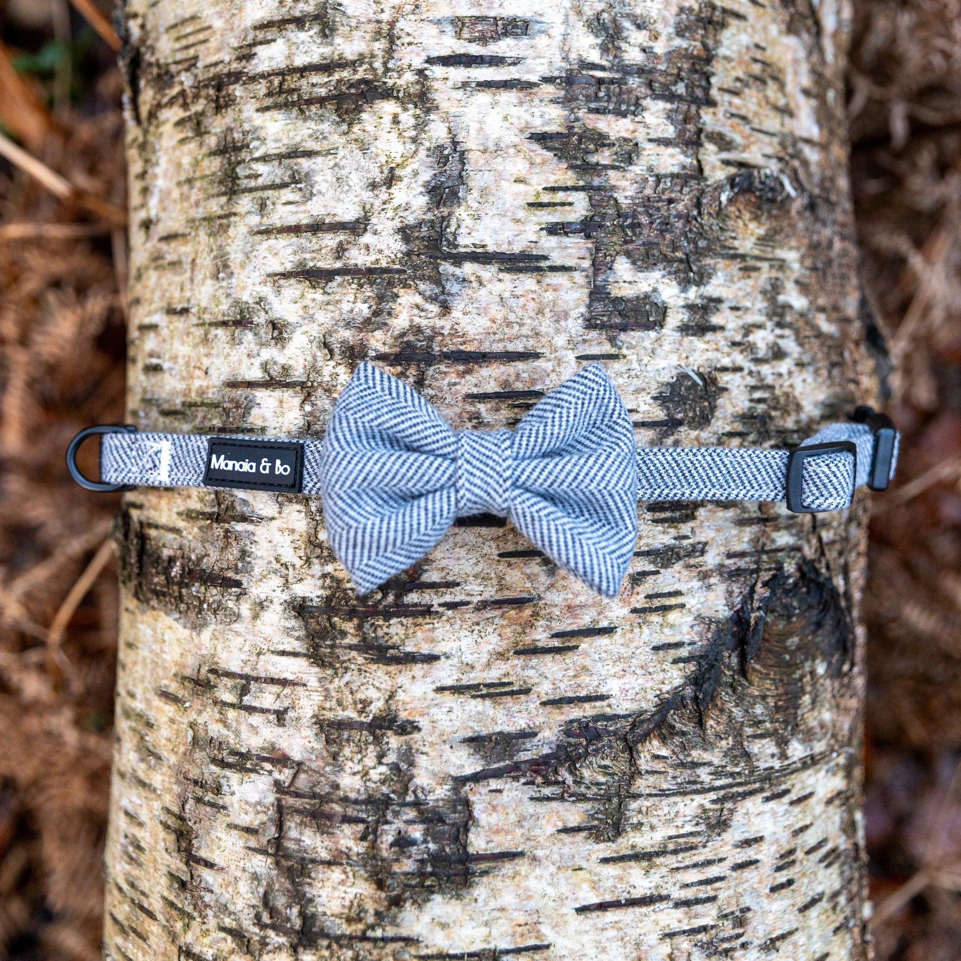 Monochrome (dark grey and white) adjustable dog collar with bow tie attached open around the trunk of a fallen birch tree from the top