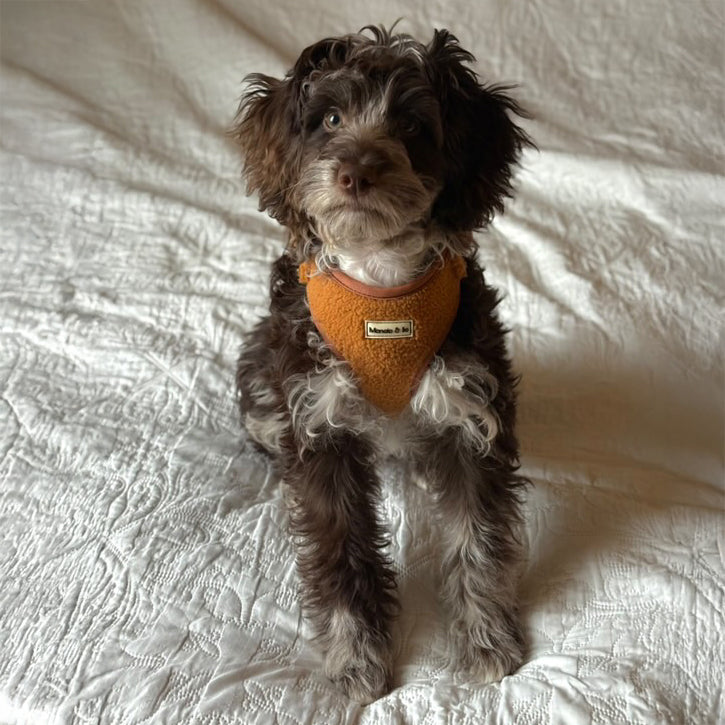 On a textured white blanket, Pepper, a curly-coated fluffy brown and white puppy sits sporting the Caramel Teddy Harness made from quality pet materials, attentively looking up. The soft neutral background perfectly complements this cozy scene.