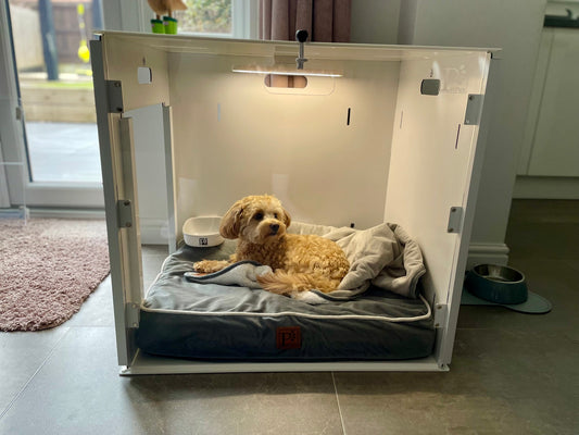 A small, curly-haired dog lounges on a bed inside the clear, minimalist Petpen Crate, which includes a bowl and blanket. Soft lighting fills the bright, tiled room with a window in the background.