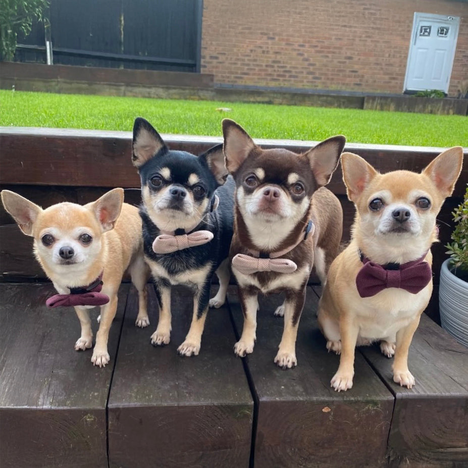 Pixie, Maddie, Nellie and Bonnie, 4  Chihuahuas are in elegant Nougat Tweed Collar & Bow Ties and sit on a wooden bench. The dogs, in shades of brown and black, wear quality adjustable collars. In the background, a grassy lawn complements the scene alongside a brick building.