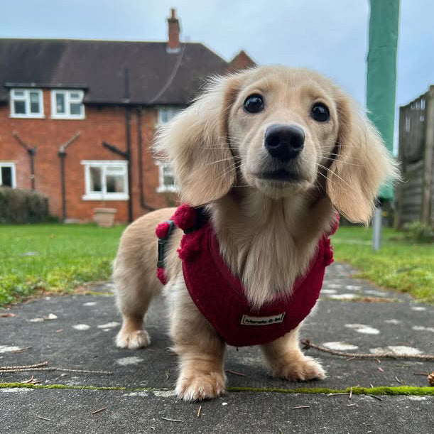 Sydney, a long-haired dachshund wearing a comfortable Bordeaux Teddy Dog Harness stands on a stone path in the backyard. A brick house and lawn are visible in the background as the dog curiously looks at the camera.