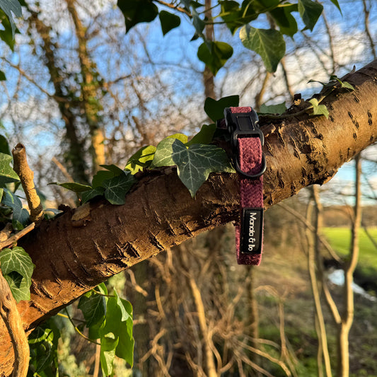 A maroon Wild Plum Tweed Collar & Lead adorns a tree branch covered in green ivy, exuding style and elegance. Sunlight filters through the branches, with a grassy field visible in the background under a clear blue sky.