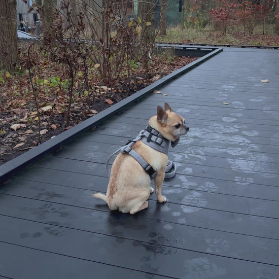 Bo the Chihuahua wearing Monochrome (dark grey and white) adjustable harness, adjustable collar and bow tie from various angles on decking walkway in a forest in autumn. Also visible is the matching lead attached to the harness