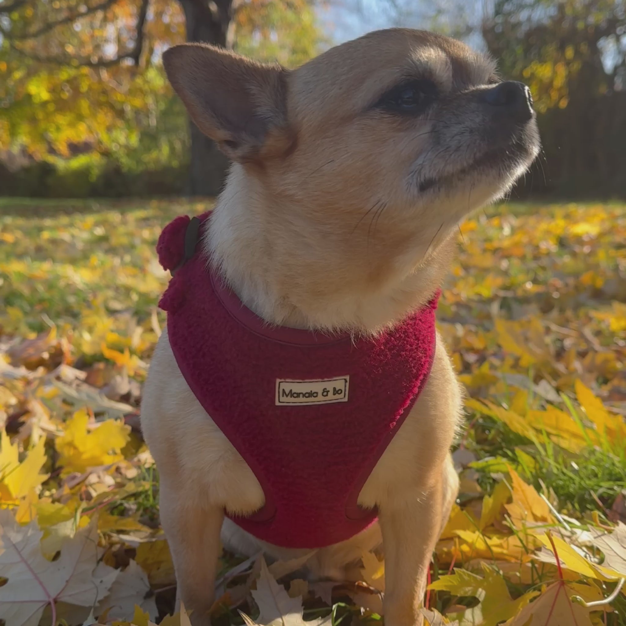 Bo the Chihuahua proudly wearing Bordeaux (burgundy) teddy material adjustable harness in a park surrounded by leaves from various angles. Sturdy black plastic fastenings are visible with a black metal fixing ring to attach a lead. Straps are also teddy material.